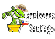 Plantas Carnívoras Santiago ( Chile )