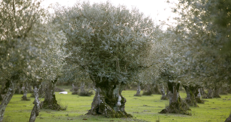 Memória viva da terra e do tempo