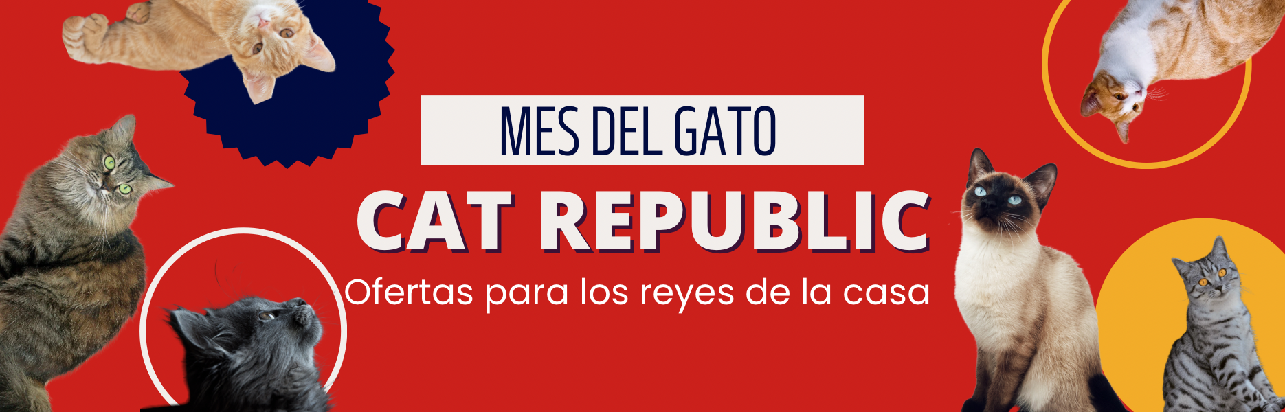 Ofertas mes del gato Cat Republic