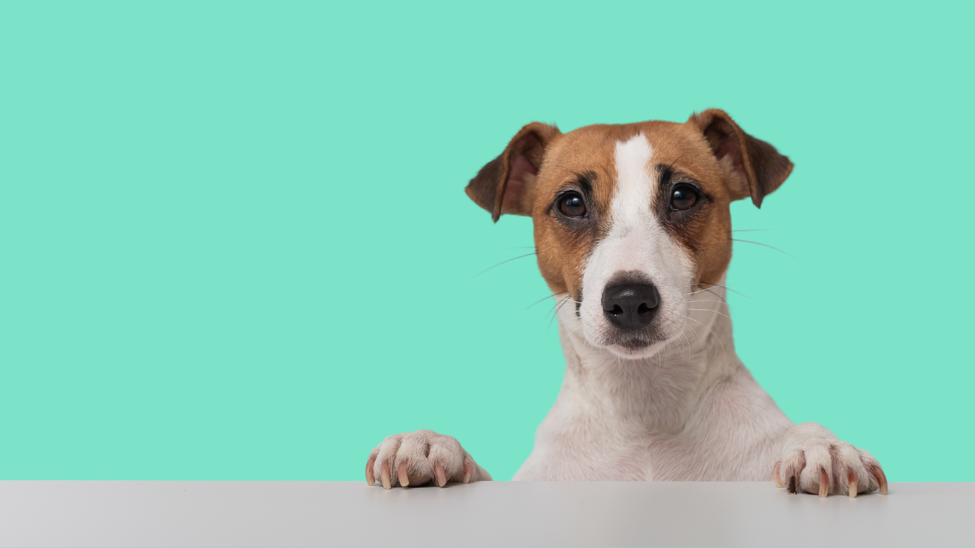 Todo<br>Cachupines<br>