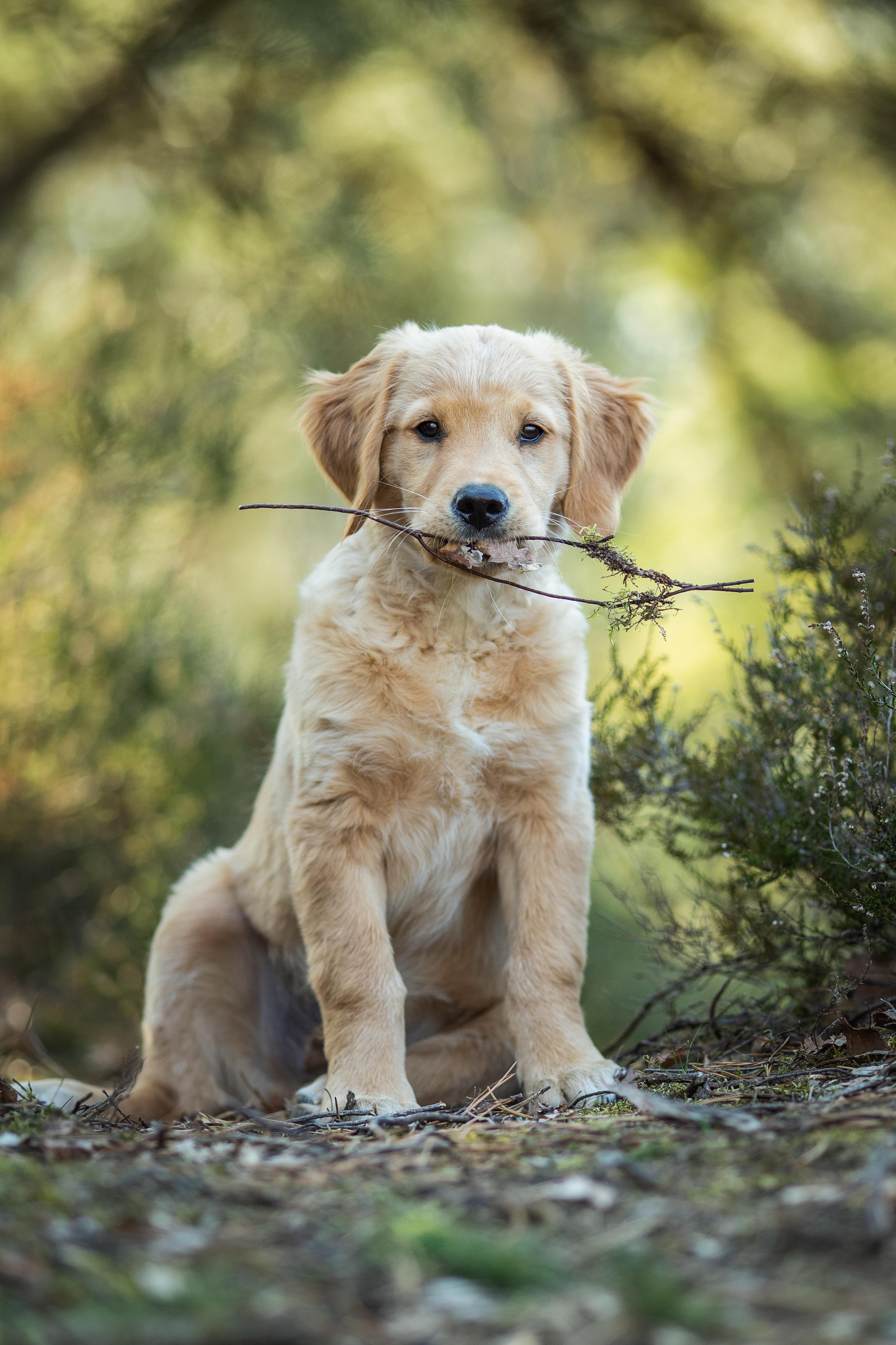 Primeros Pasos con tu Cachorro