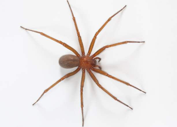 Insecticidas y Control de Plagas
