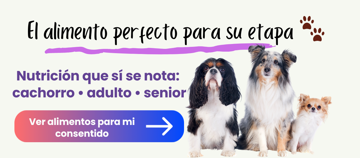 alimento para perros y gatos por etapa cachorro adulto senior en talca y san clemente
