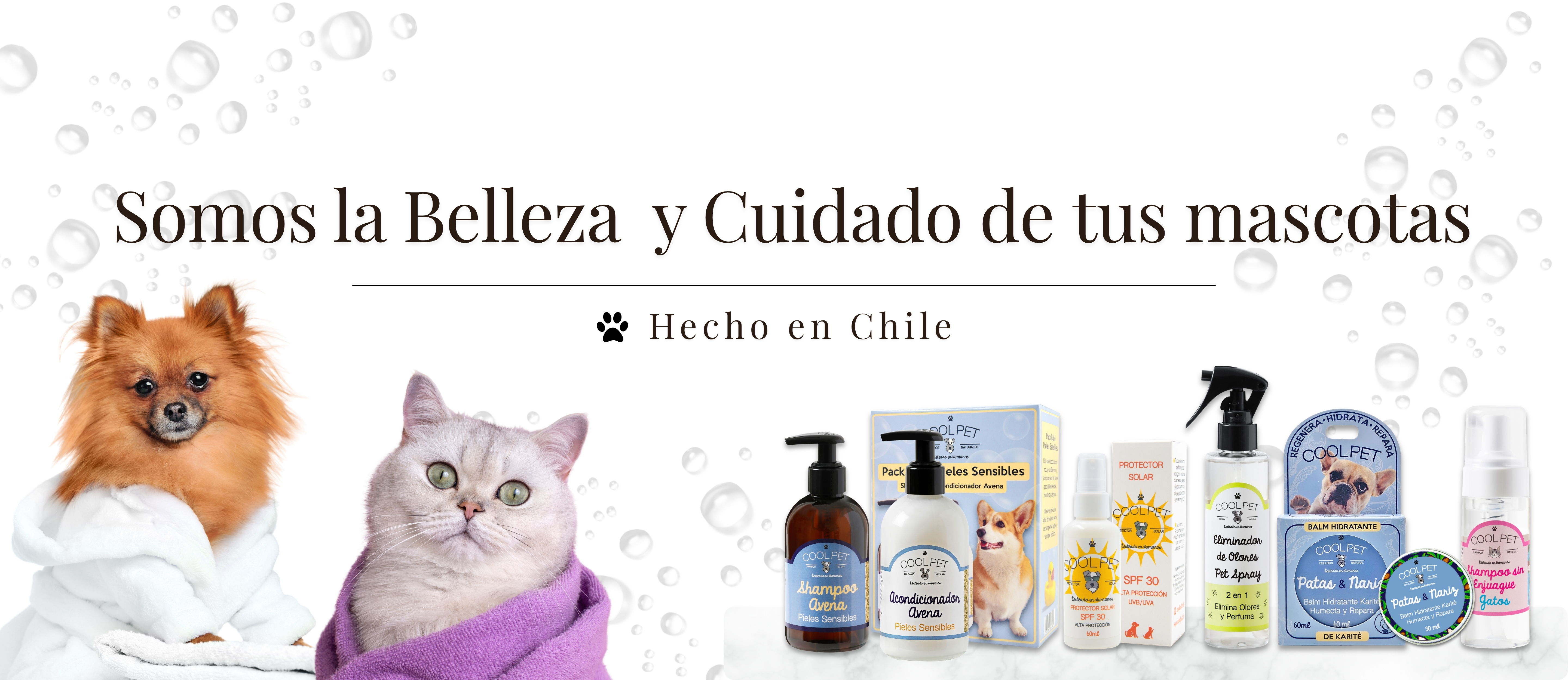 perro y gato de spa