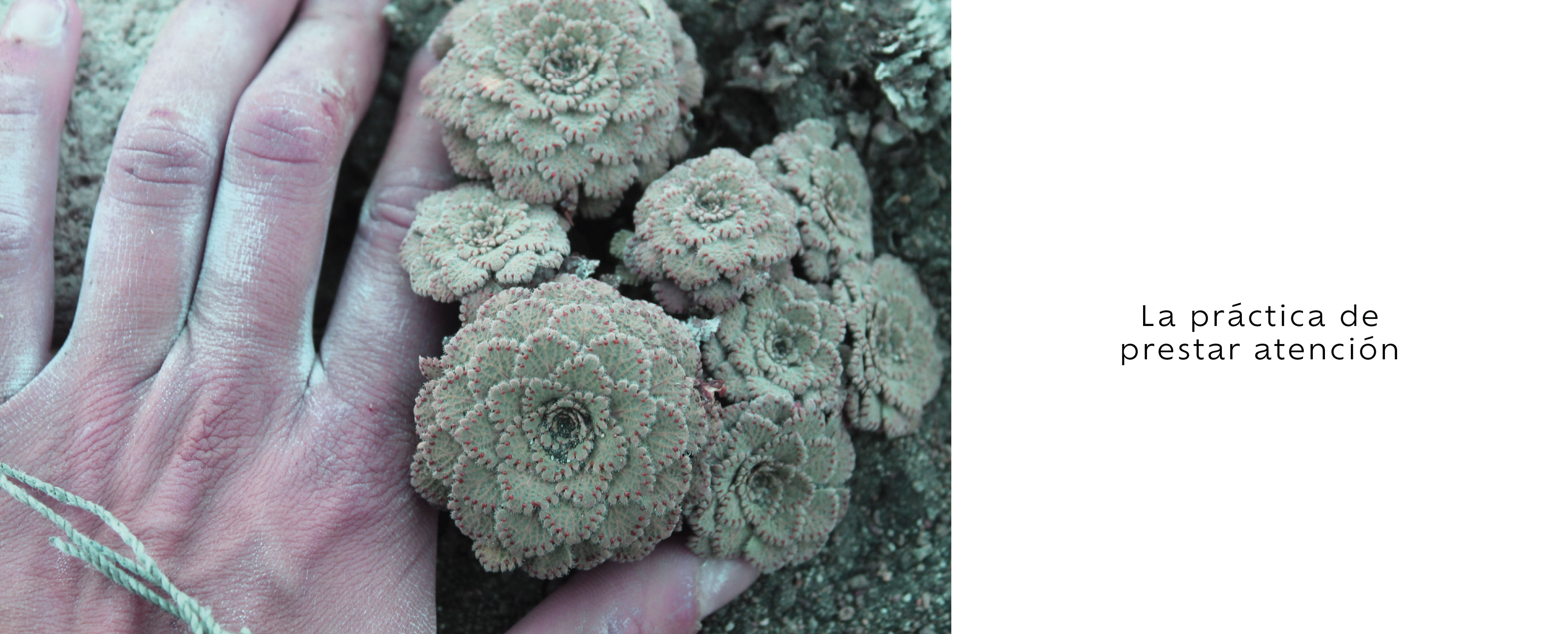 Título de la Sección