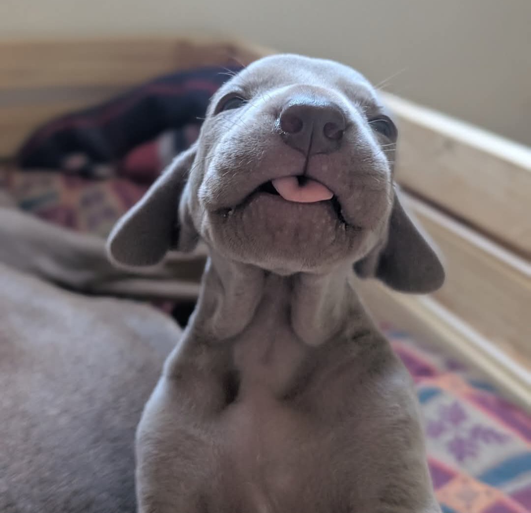 Título de la Sección