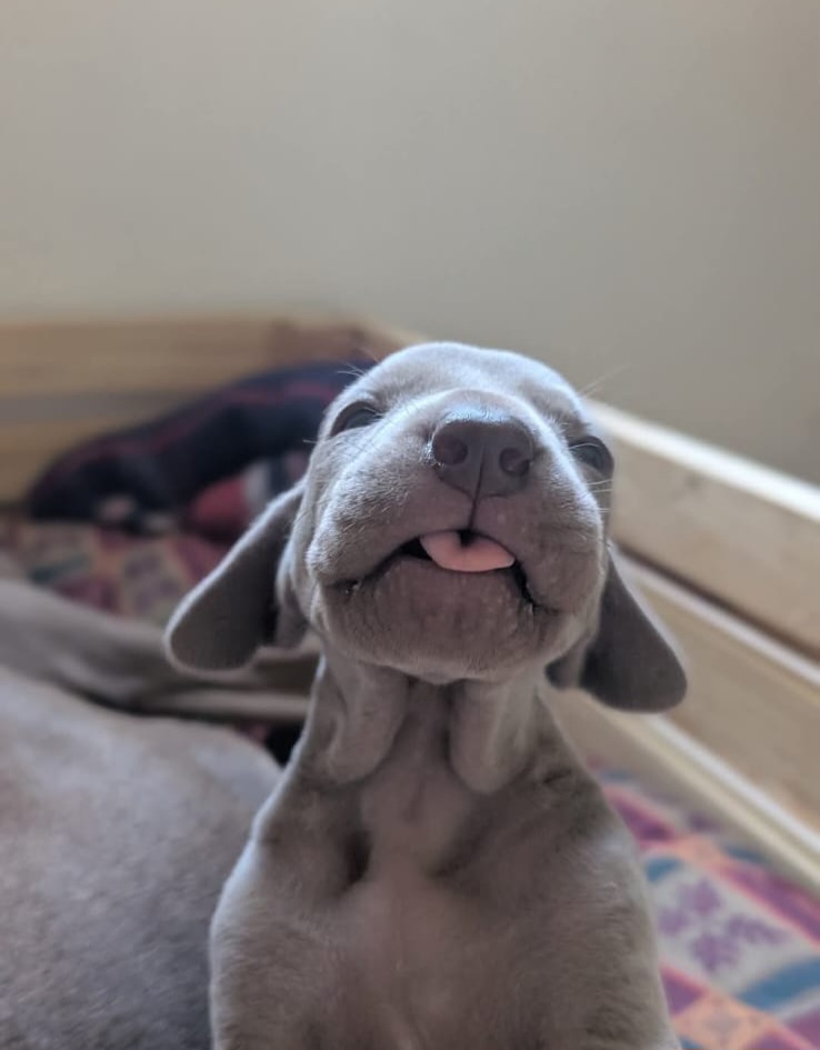 Título de la Sección