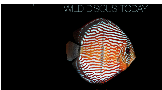 WILD DISCUS TODAY