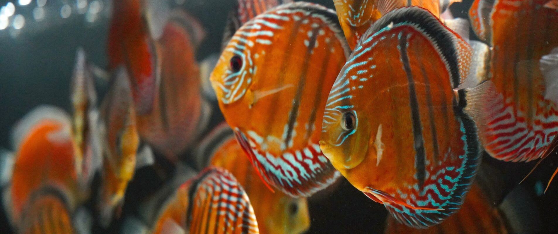 Qualidade Elevada de Discus Selvagens da Amazonia 
