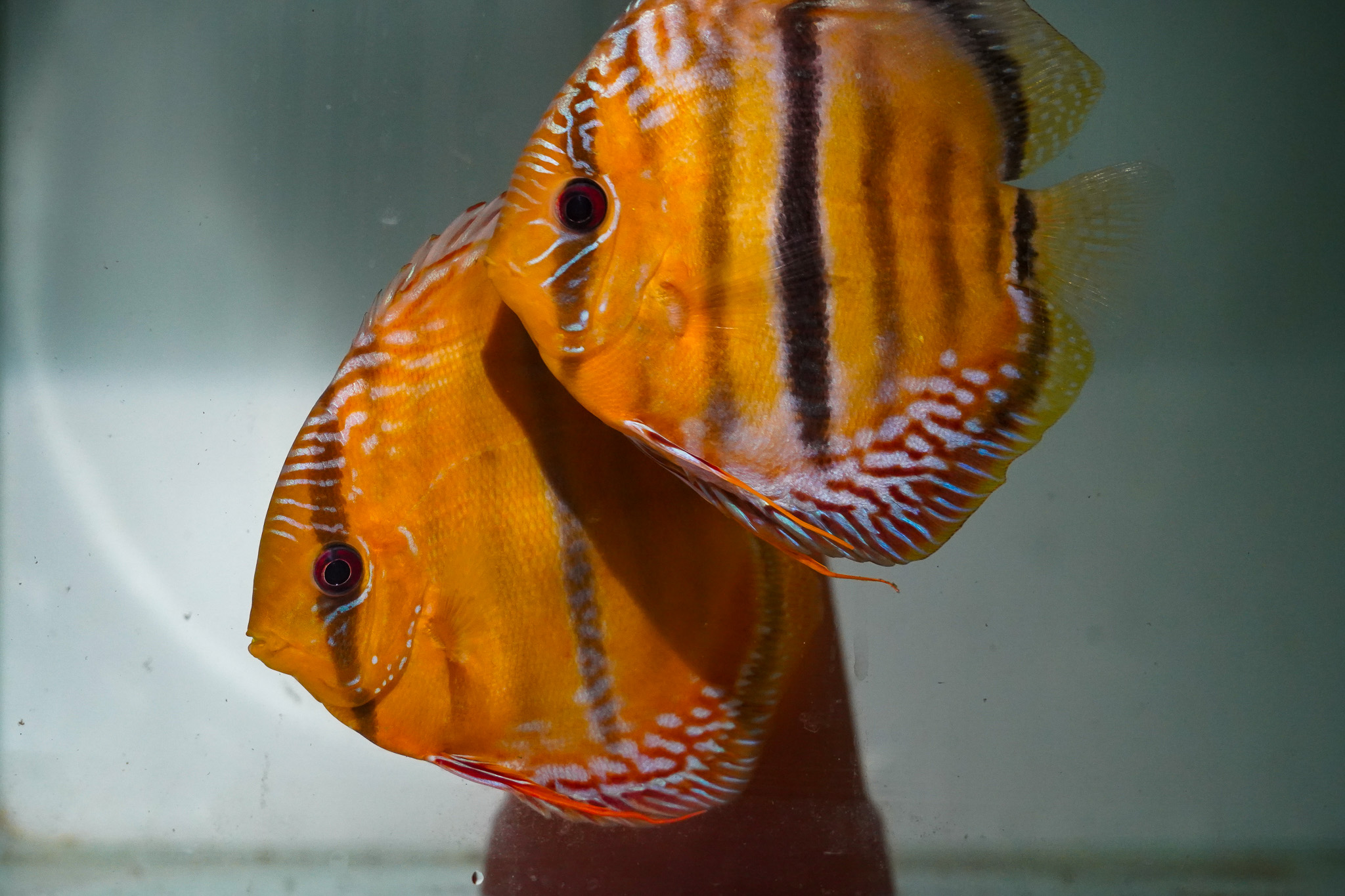Casais de Wild Discus 