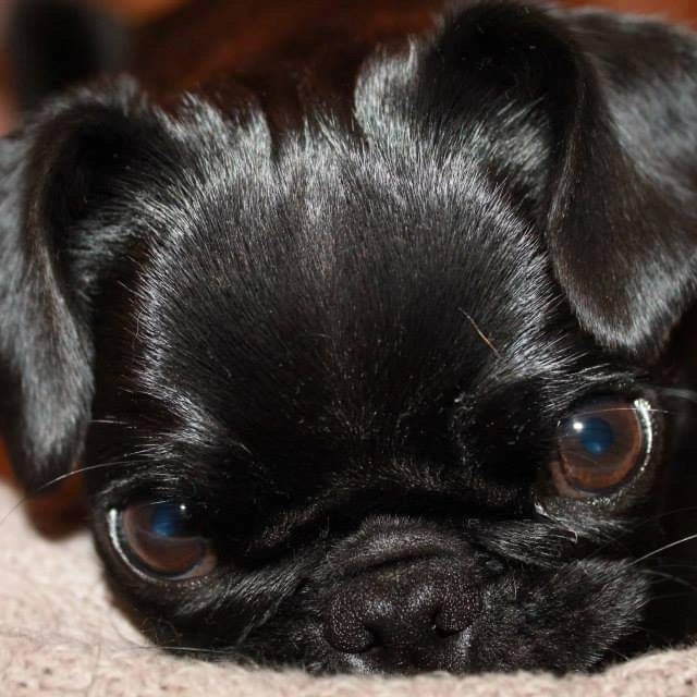 Dogmix