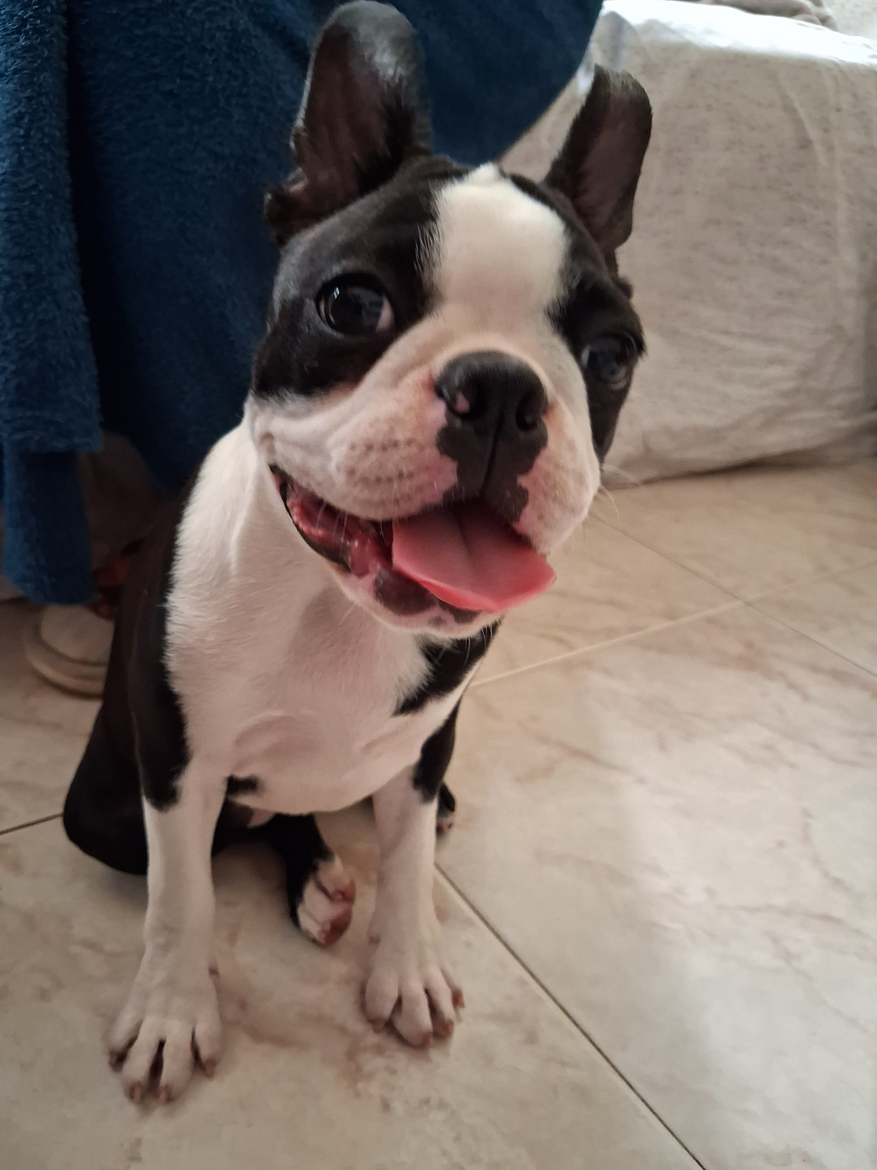 Dogmix