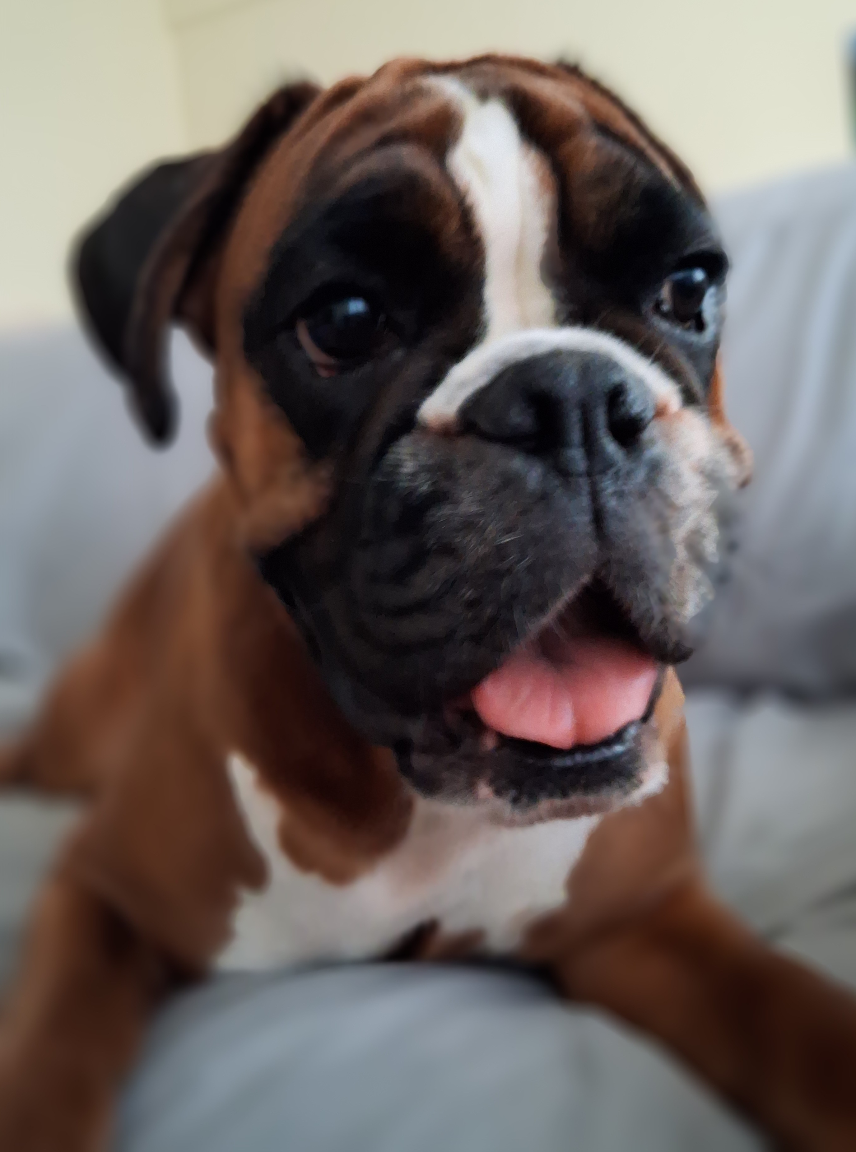 Dogmix