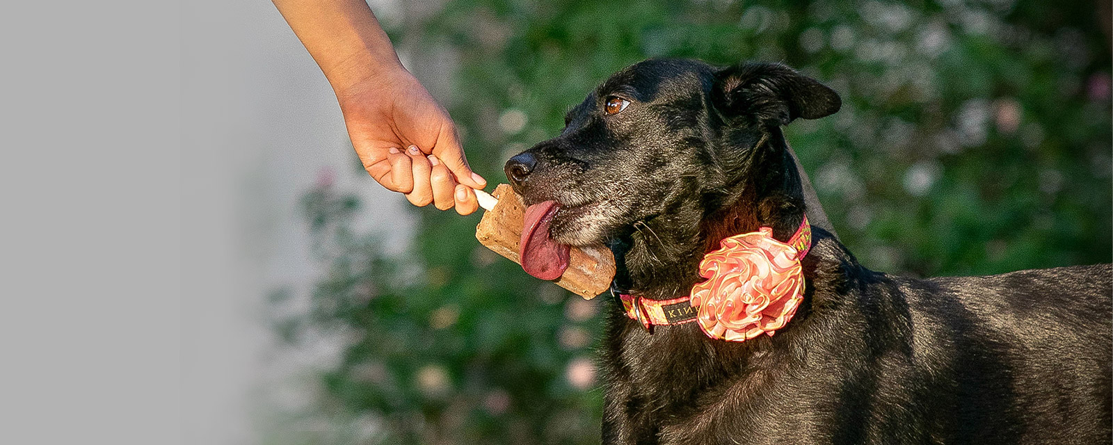 la excusa perfecta para consentir a tu mascota