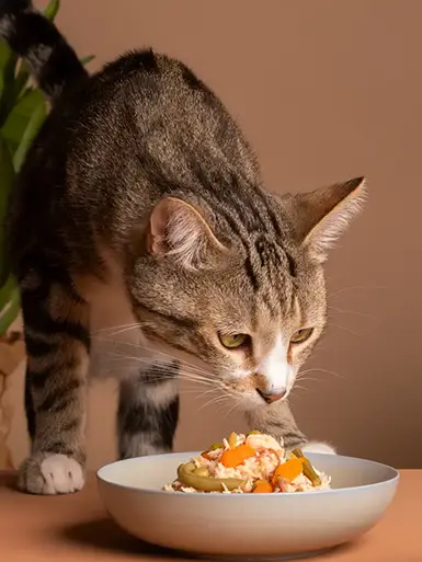 Comida para gatos dogsy