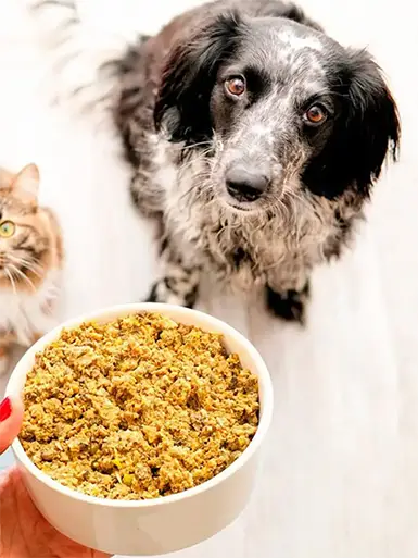 Comida para perros dogsy pollo