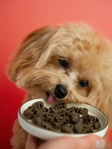 Deshidratados para perros dogsy