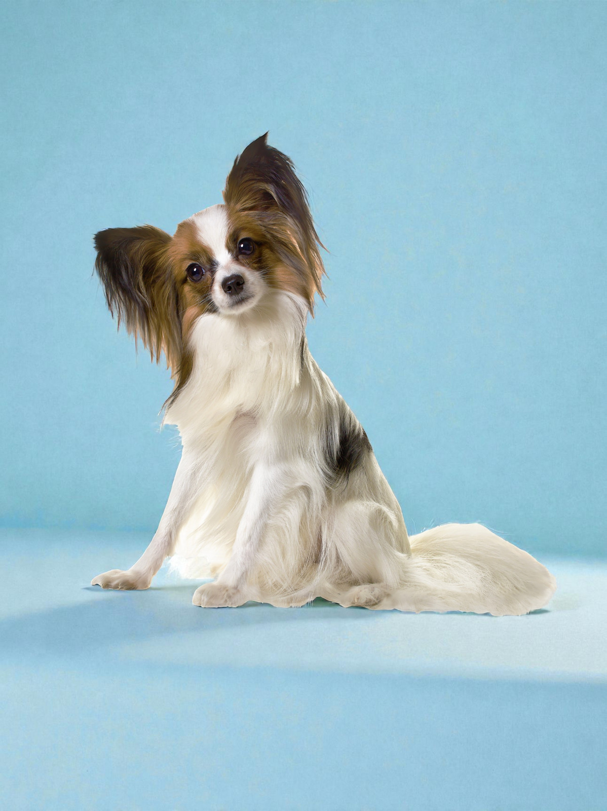 Vacunación múltiple anual perros adultos, a domicilio