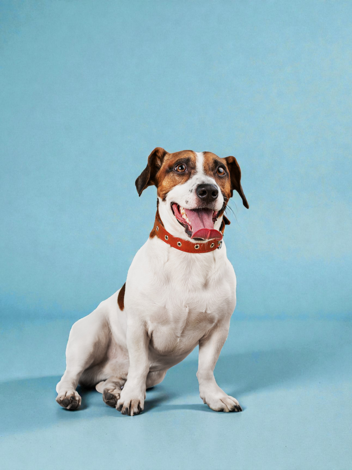 Vacunación Séxtuple u óctuple para Adultos, a domicilio