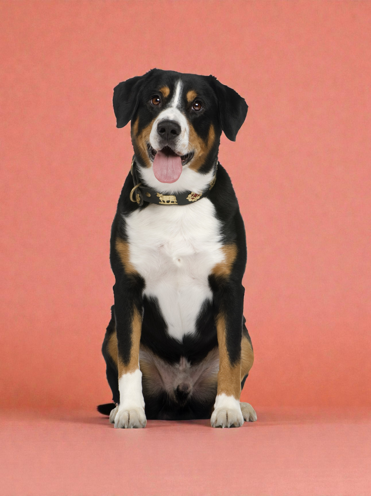 Vacunación Antirrábica adultos a domicilio