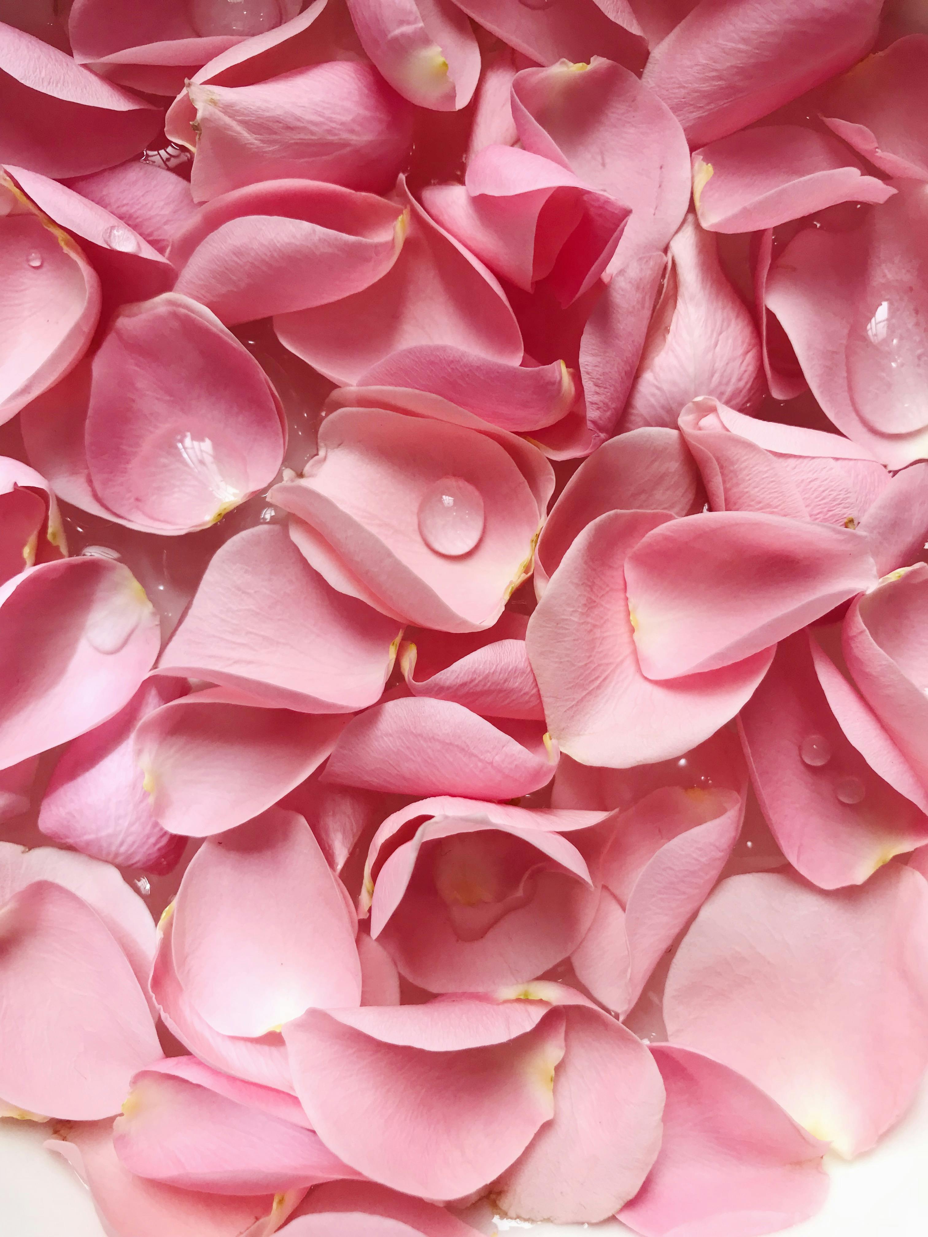 Primer plano de pétalos de rosa fresca con gotas de agua, evocando pureza, suavidad y aromas florales equilibrantes.