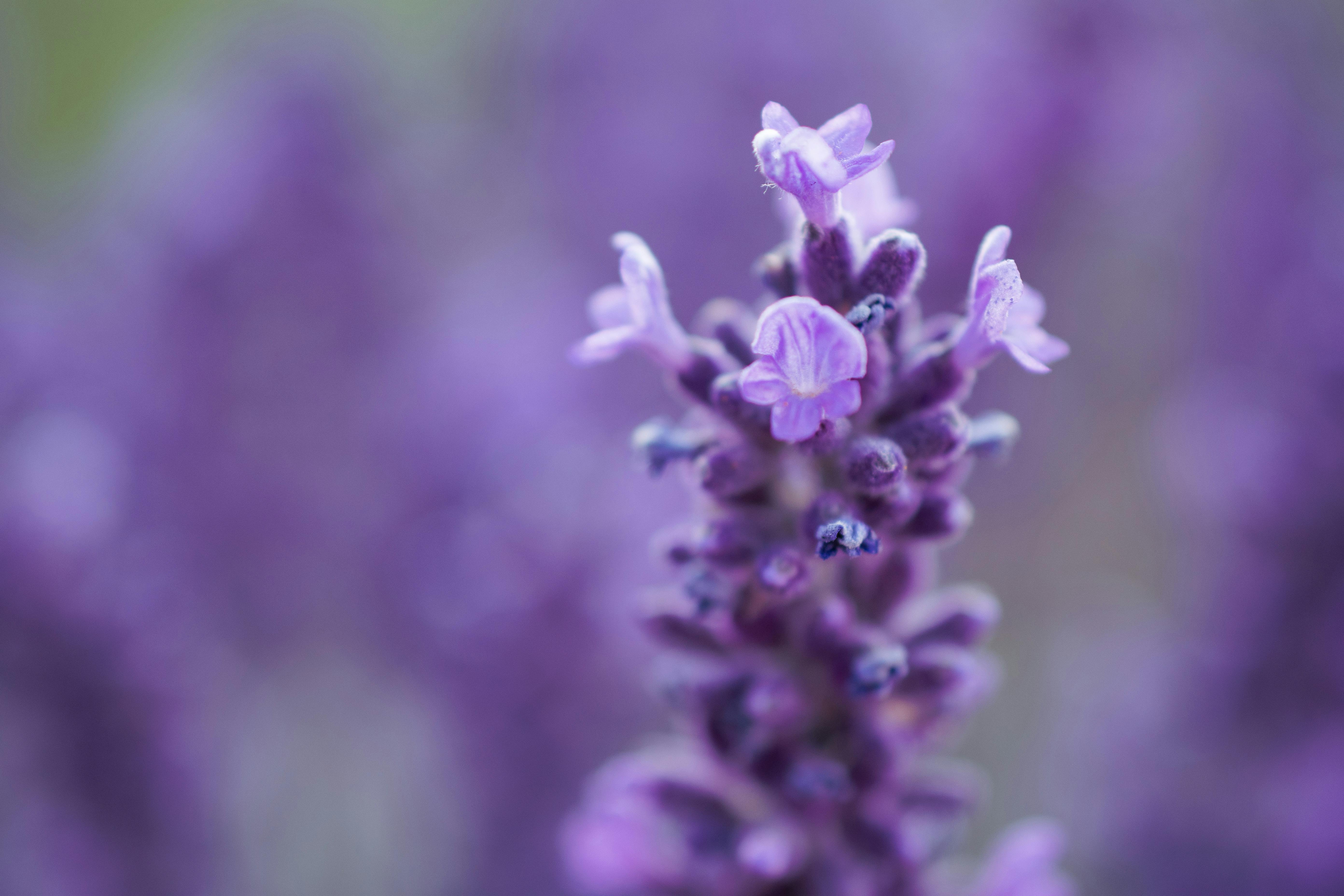 Primer plano de flor de lavanda fresca, evocando calma profunda, limpieza herbal y aromas relajantes y ordenadores.