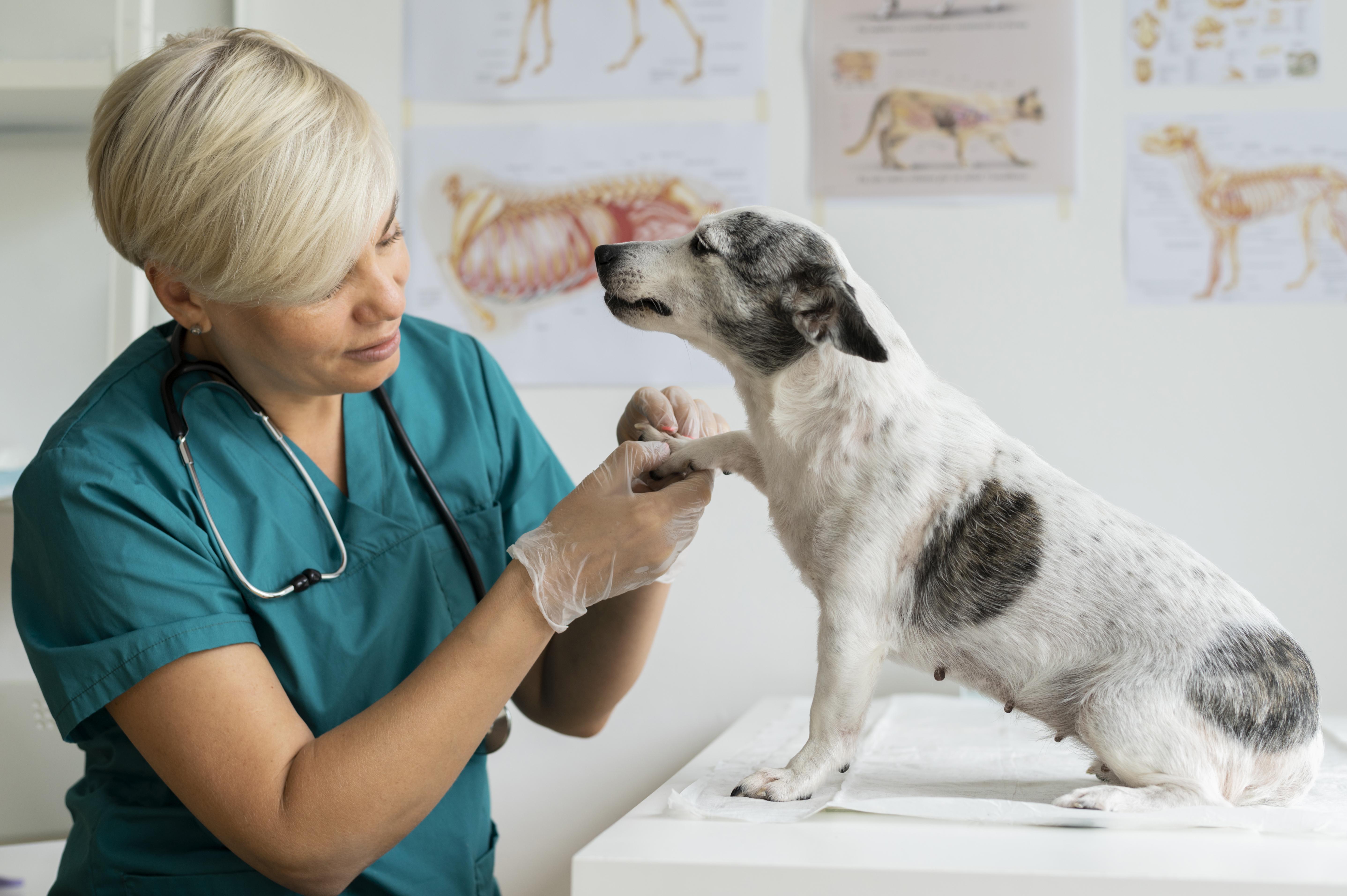 Los mejores insumos veterinarios para tus pacientes