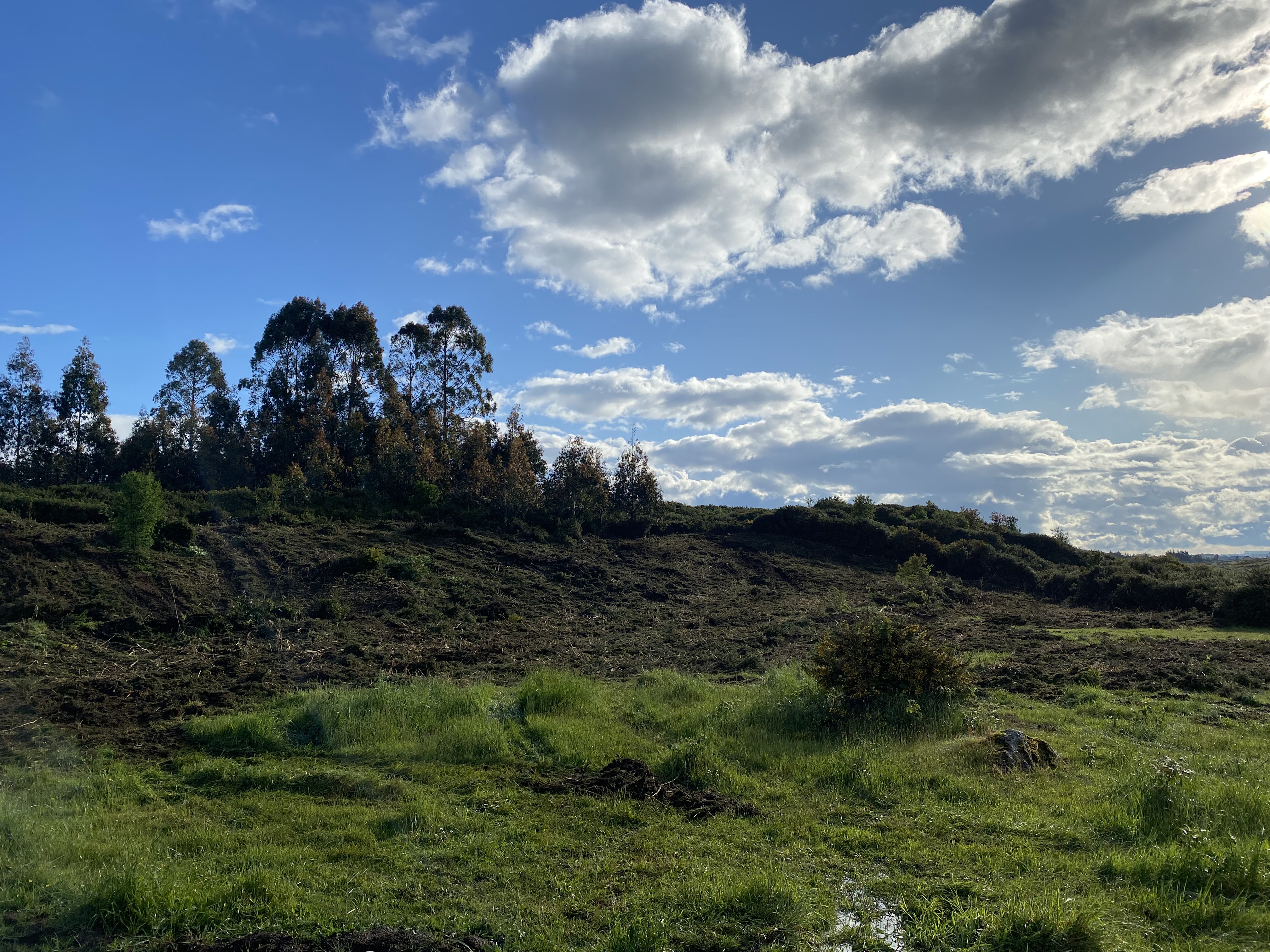 <b>COMPROMISO ECOFORESTRY<br></b><br>
