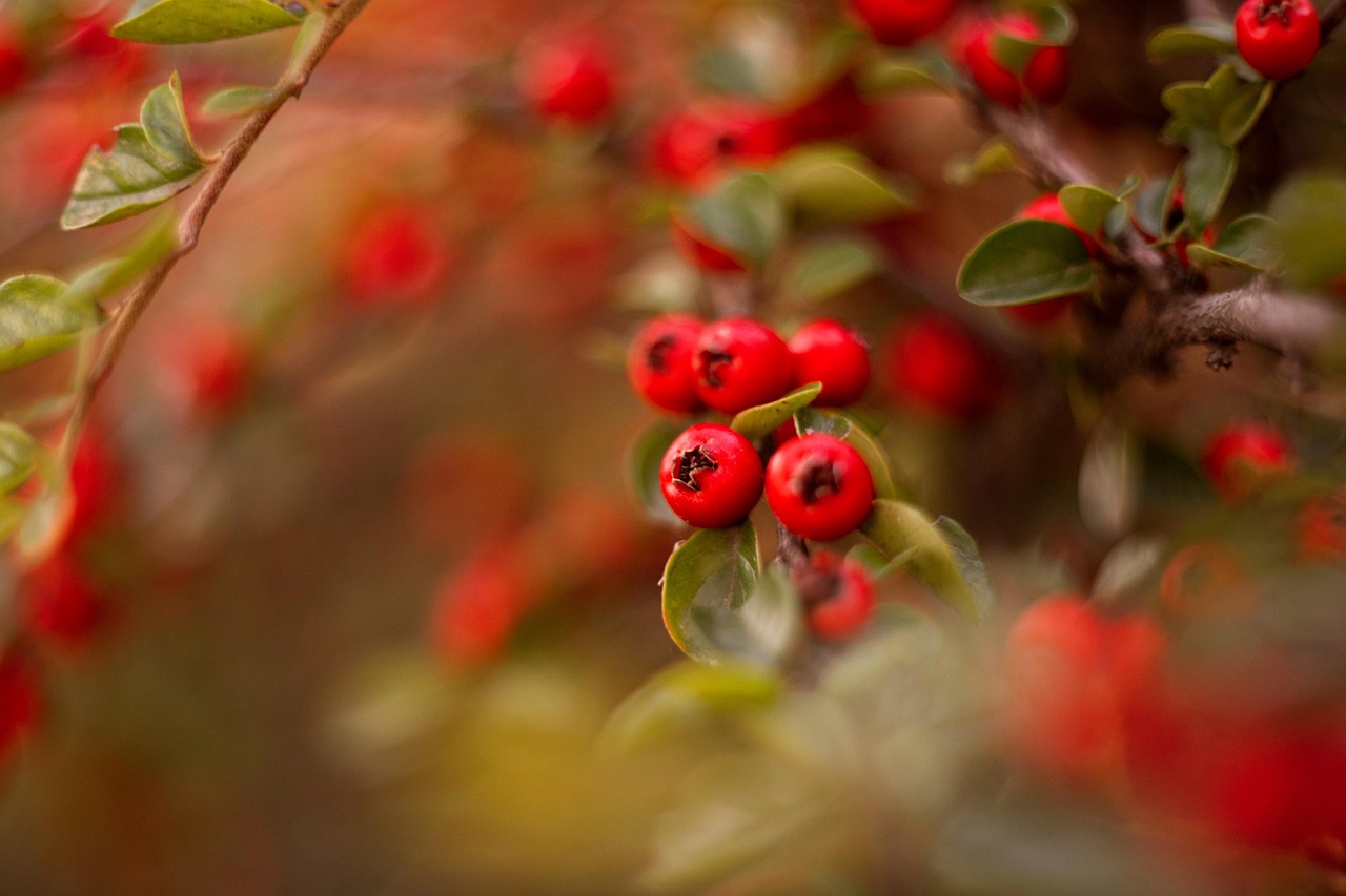 Banner Essência da Natureza