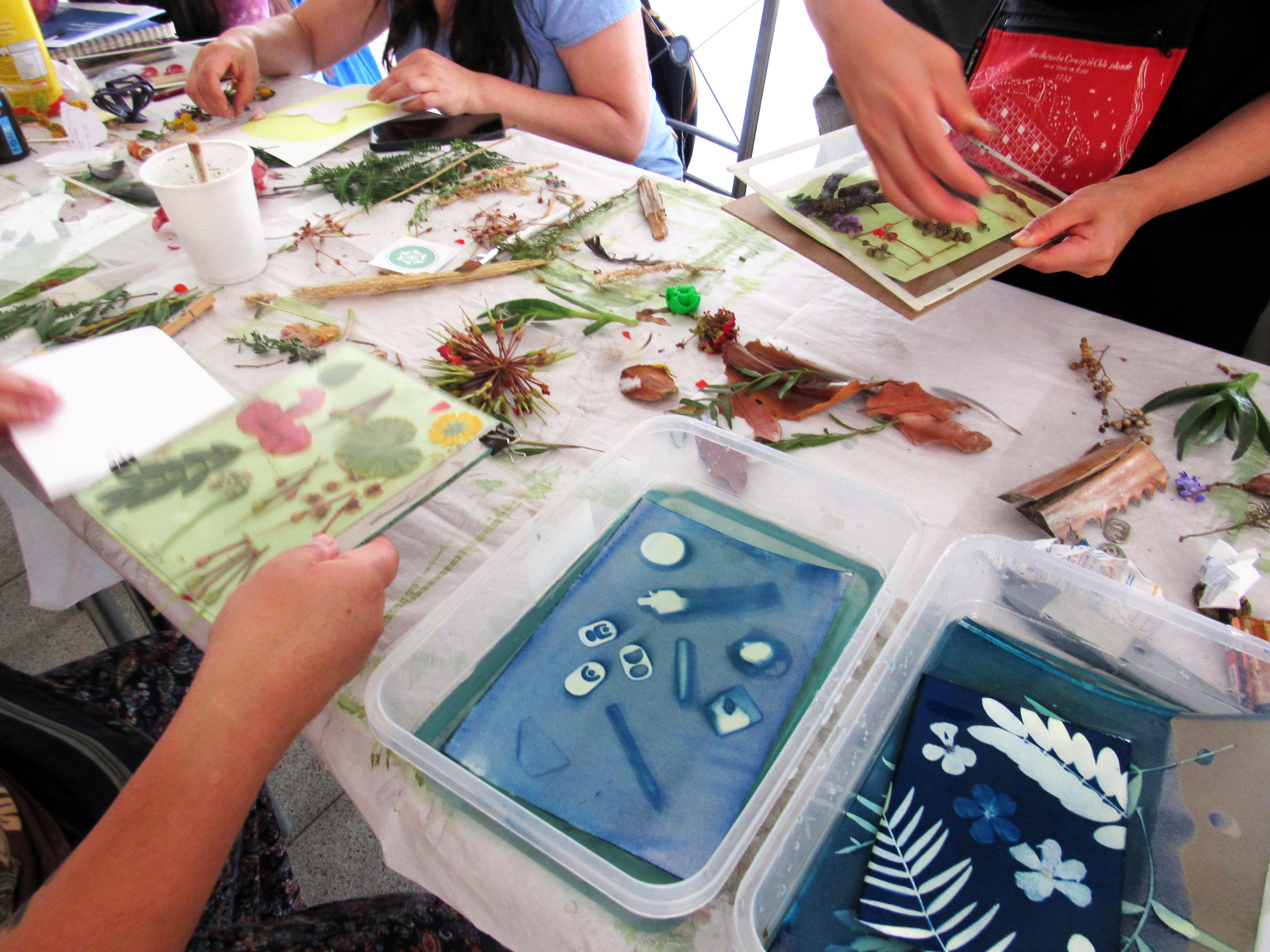 Taller de cianotipia Elementa con participantes creando imágenes botánicas mediante impresión solar y procesos fotográficos artesanales.