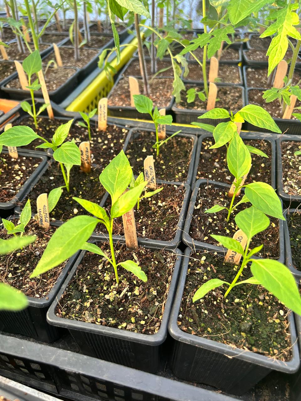 Pronto: Venta de almácigos 