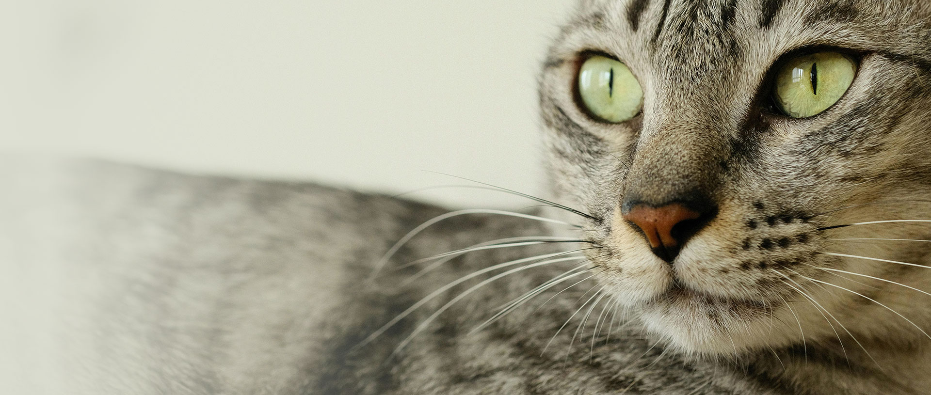 Alimentación Premium para Gatos