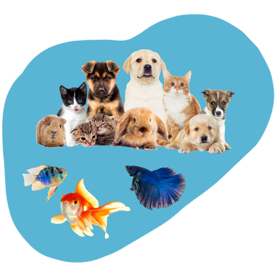 También podrás encontrar artículos de acuarismo y mascotas