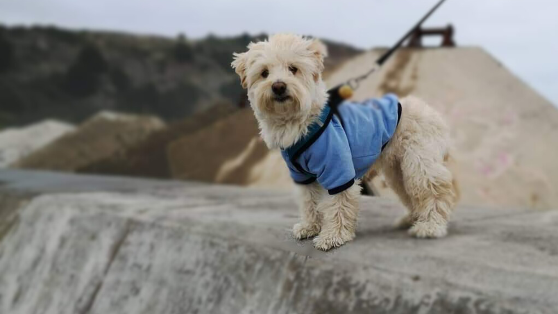 haz feliz a <div>tu mascota hoy</div>