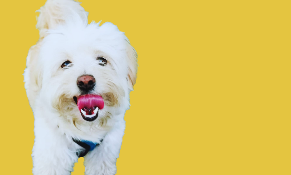 LO MEJOR PARA<div> TU PERRITO</div>