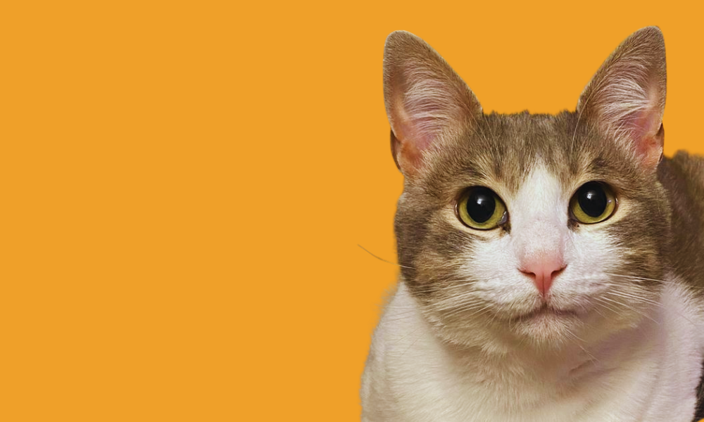 TODO PARA <div>TUS MICHIS</div>