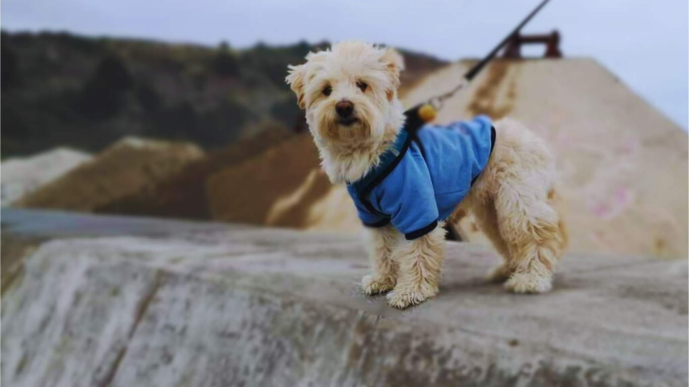 envíos a todo Chile<code></code>