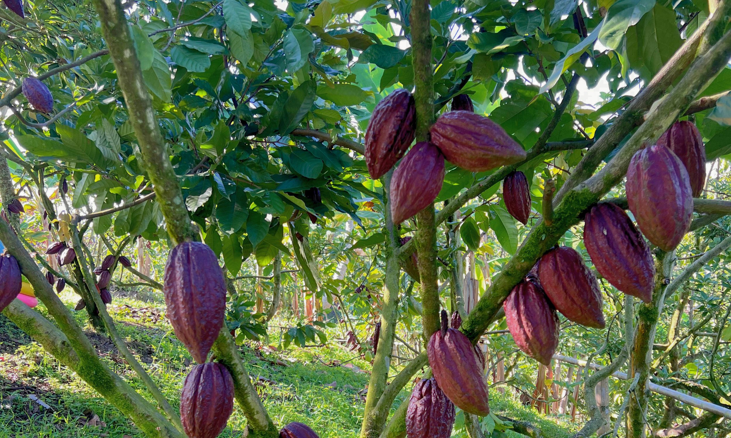 CULTIVO DE CACAO