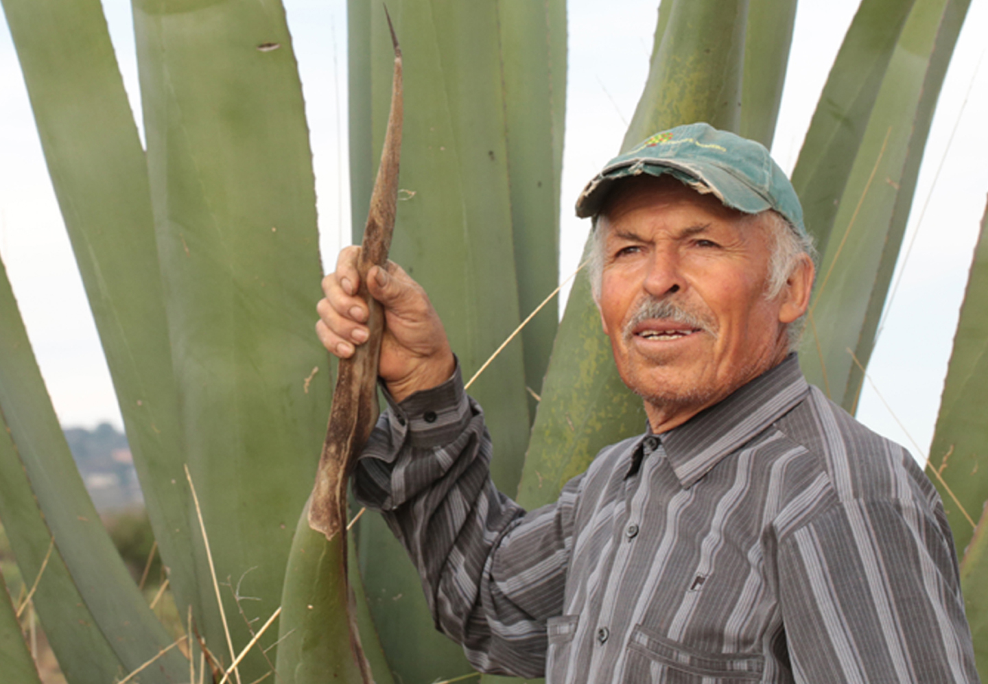 Tradición magueyera