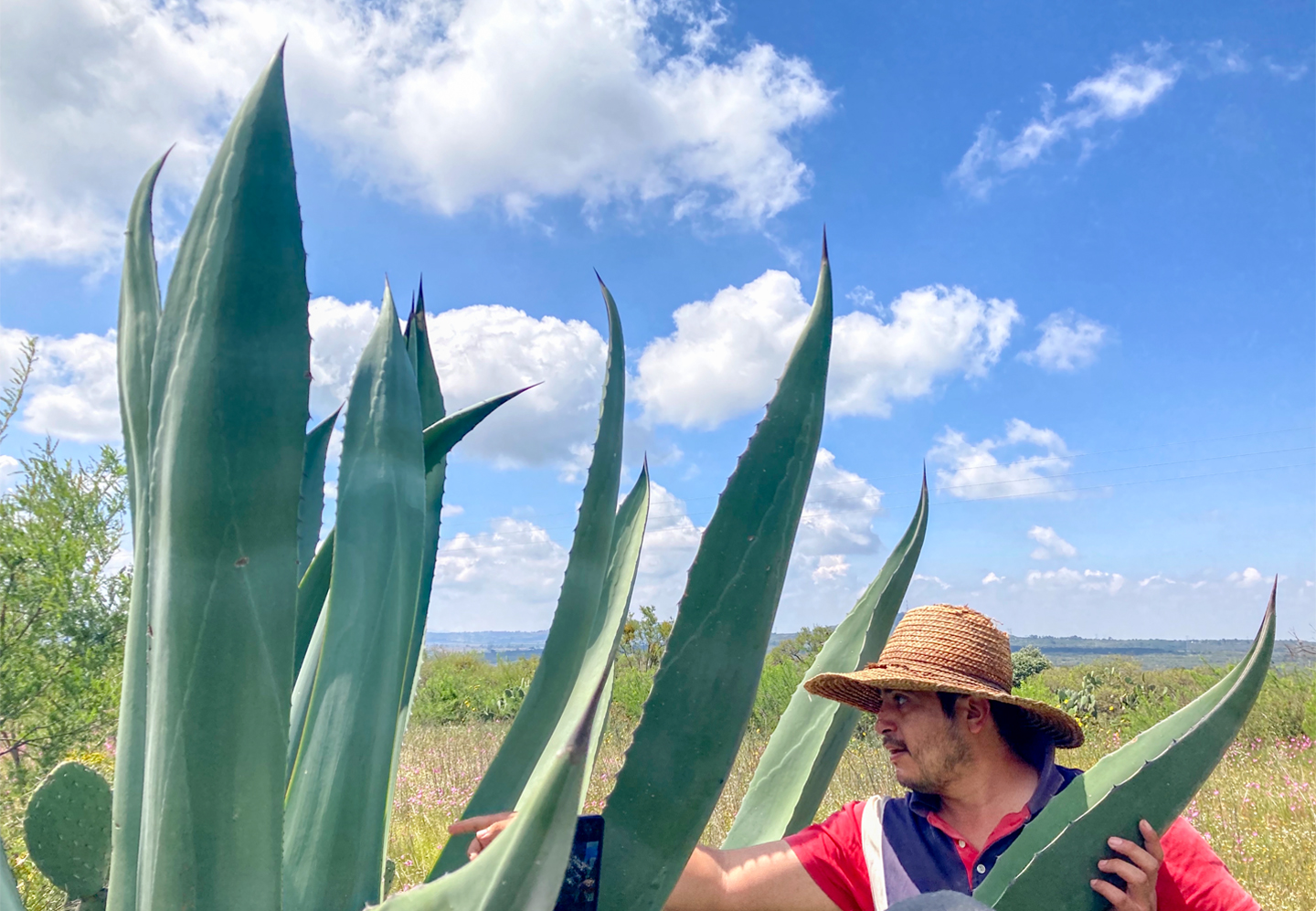 Tradición magueyera