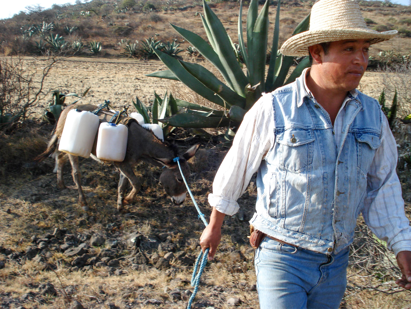 Tradición magueyera