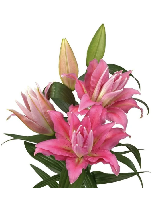 Liliums
