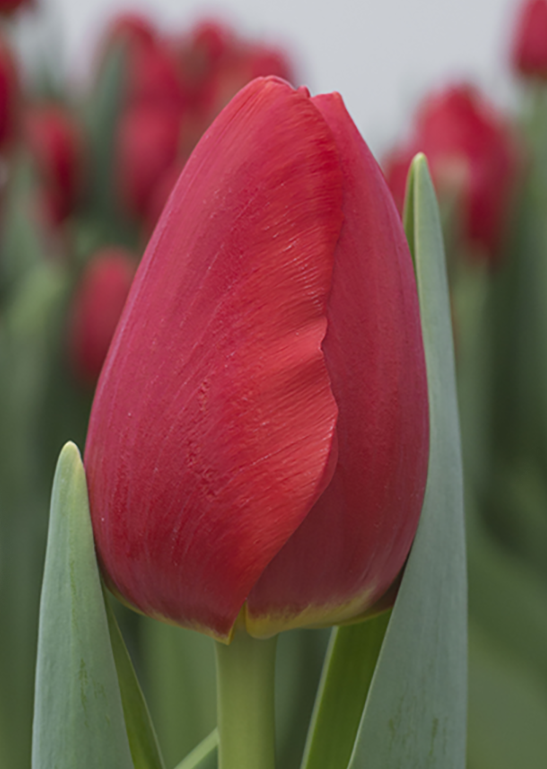 Tulipanes
