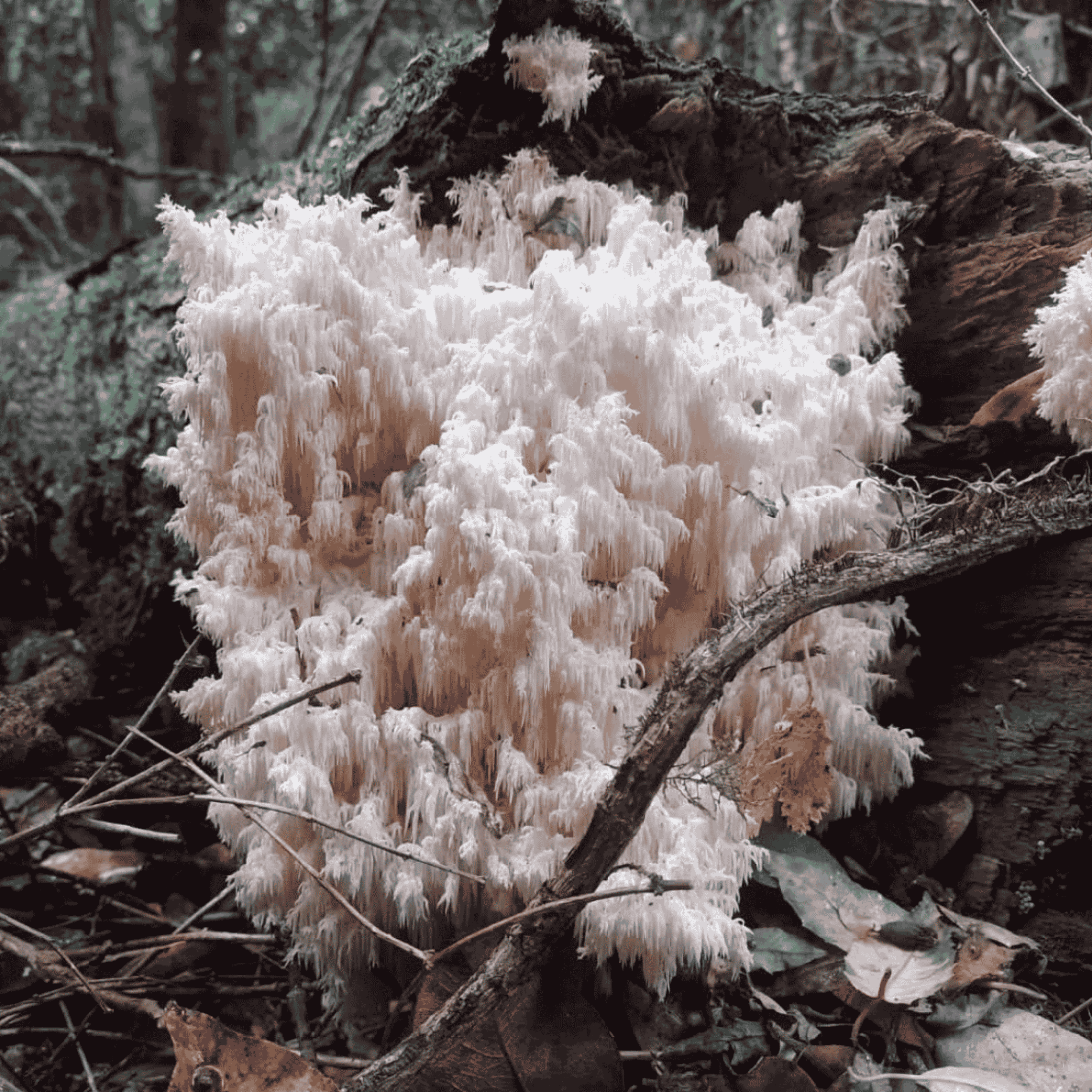 <font size="6">Melena de León Silvestre</font><br><div>(Hericium clathroides)</div>