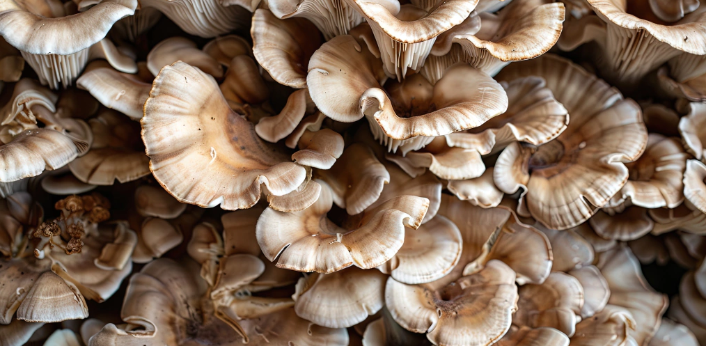 Maitake (Grifola frondosa)
