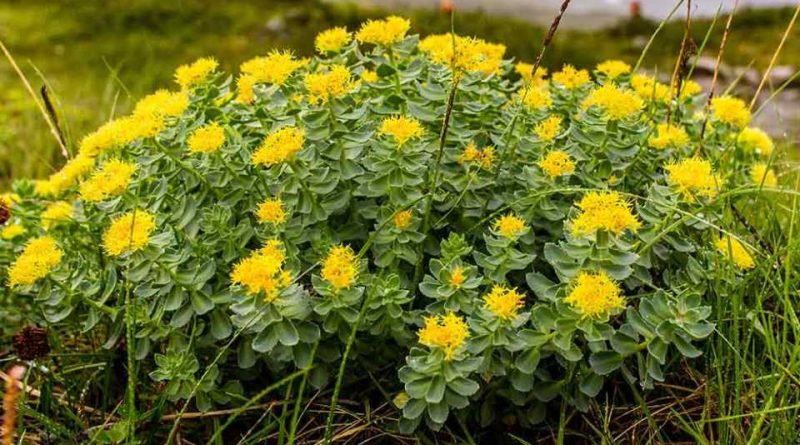 Rhodiola (Rhodiola Rosea)