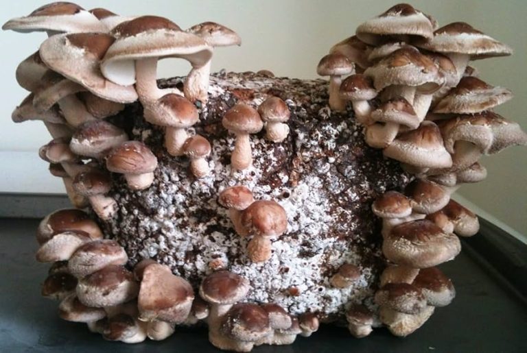 Shiitake (Lentinula edodes o Lentinus edodes)