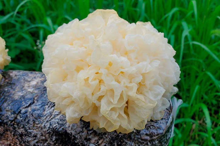 Hongo Nieve (Tremella Fuciformis)