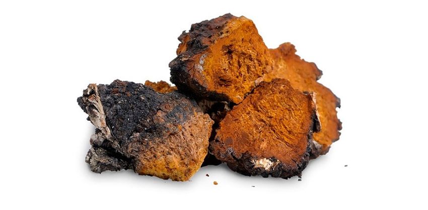 Chaga (Inonotus obliquus)