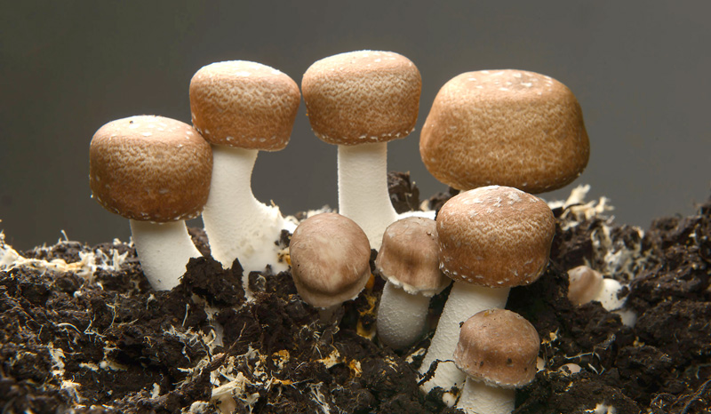 Champiñón del sol (Agaricus blazei)